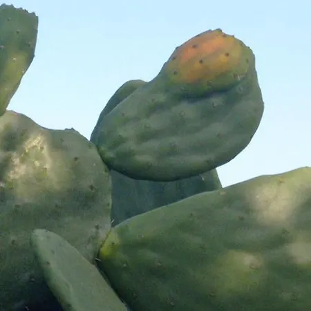 Cincotta * Lipari (Isola Lipari)