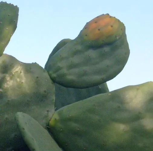 Cincotta * Lipari (Isola Lipari)